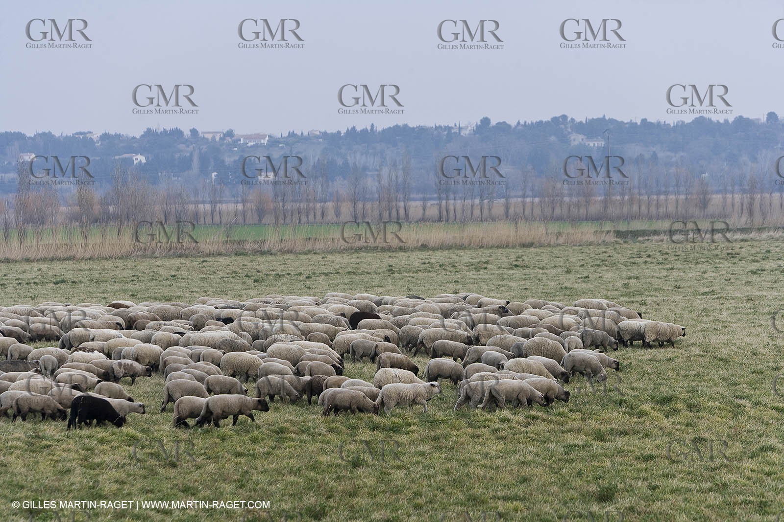 16 02 2008 - Les Baux de Provence (FRA, 13) - Alpilles hills landscapes