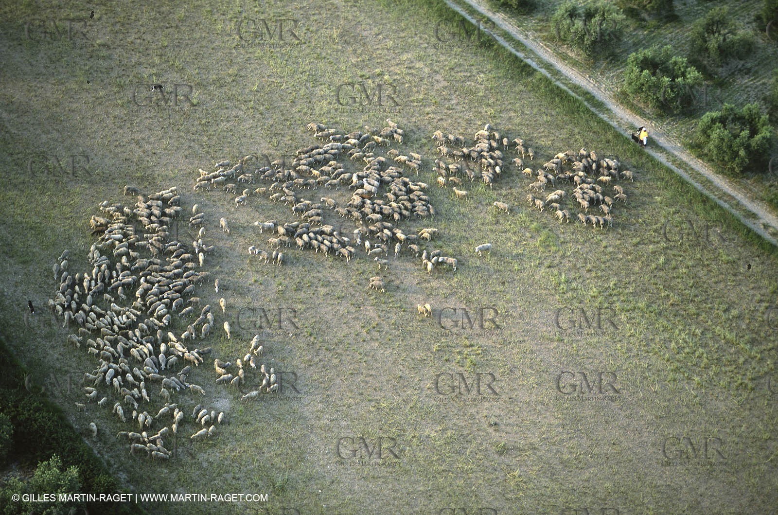Saint Rémy de Provence (FRA,13) - Sheep stocks migration Fest