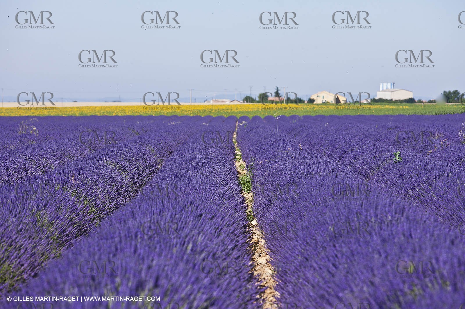 27 06 2011 - Valensole (FRA, 04) - Champs de lavande
