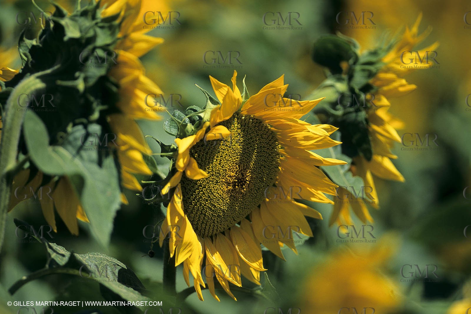 Luberon (FRA,84), Sunflower fields