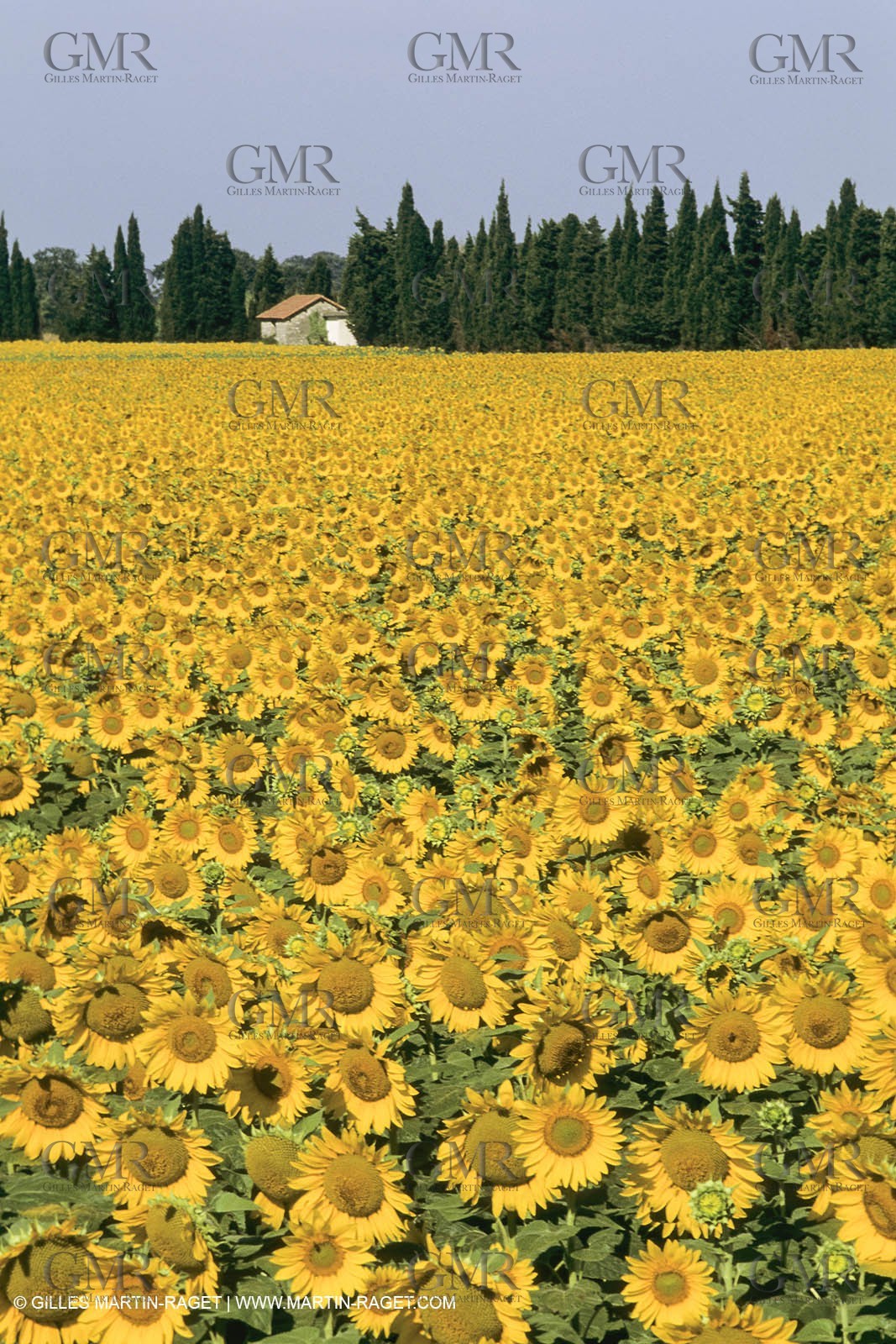 France, Provence, Champs de tournesols
