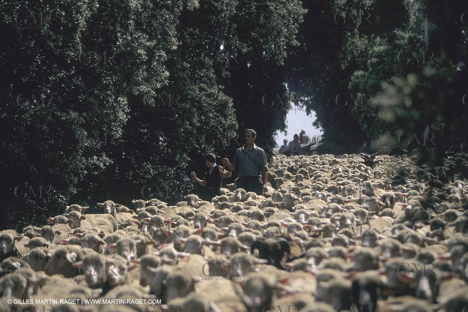France, Provence, Moutons, bergers, élevage, transhumance