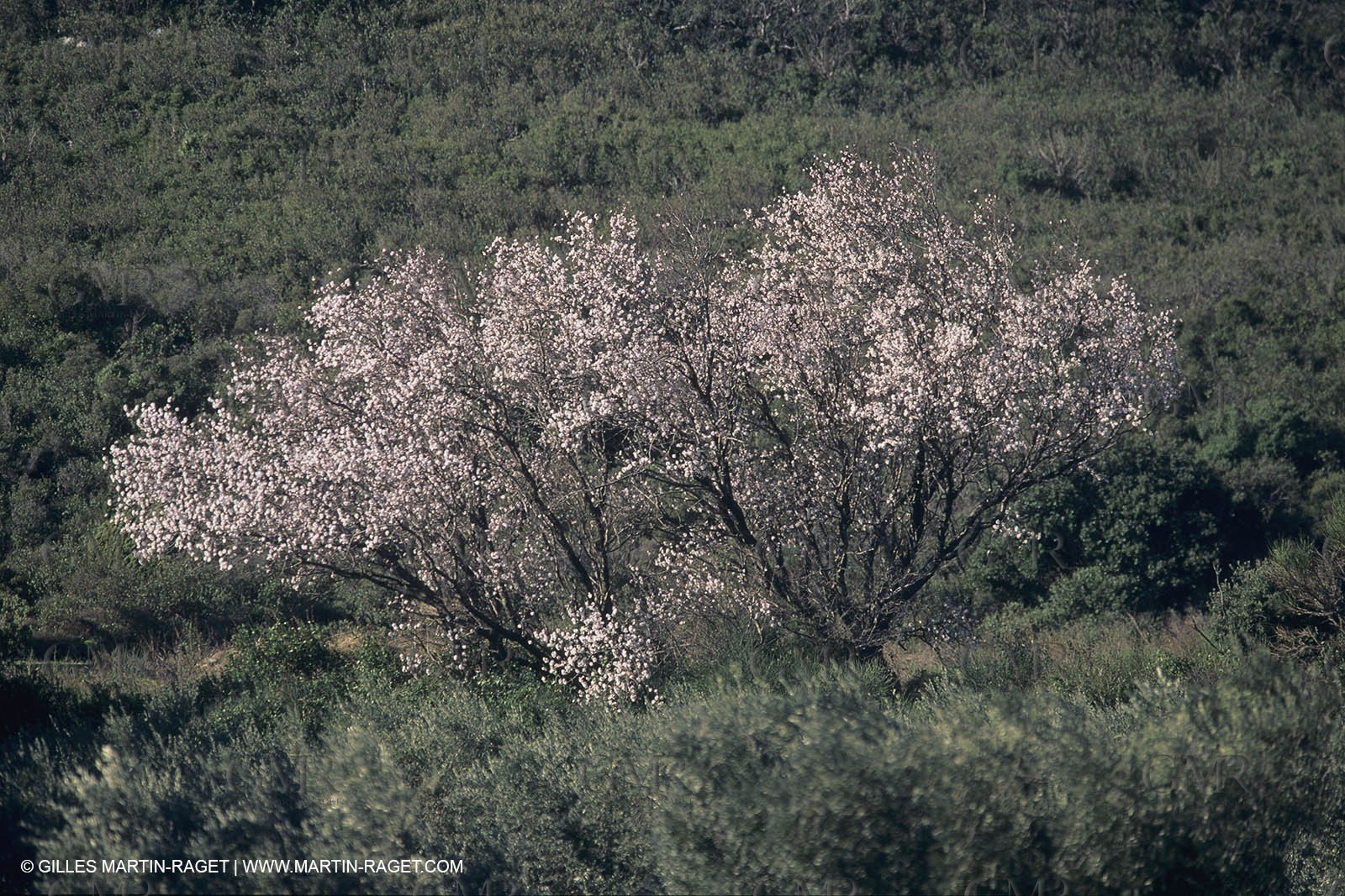 France, south, Alpilles landscapes