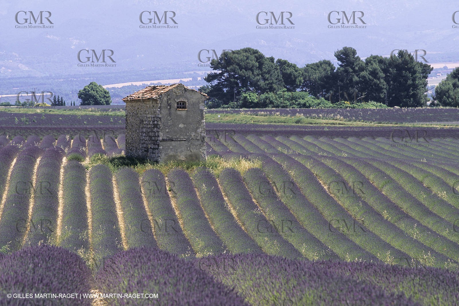 France, Provence, Lavender fields