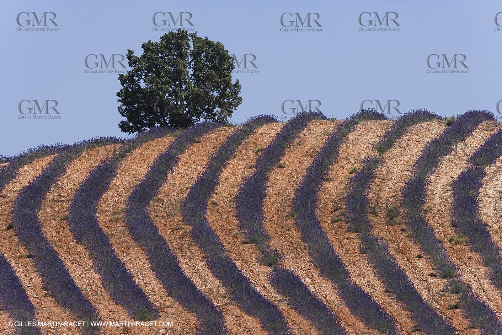 13 08 2007 - Valensole (04) - lavender fields on Valensole plateau