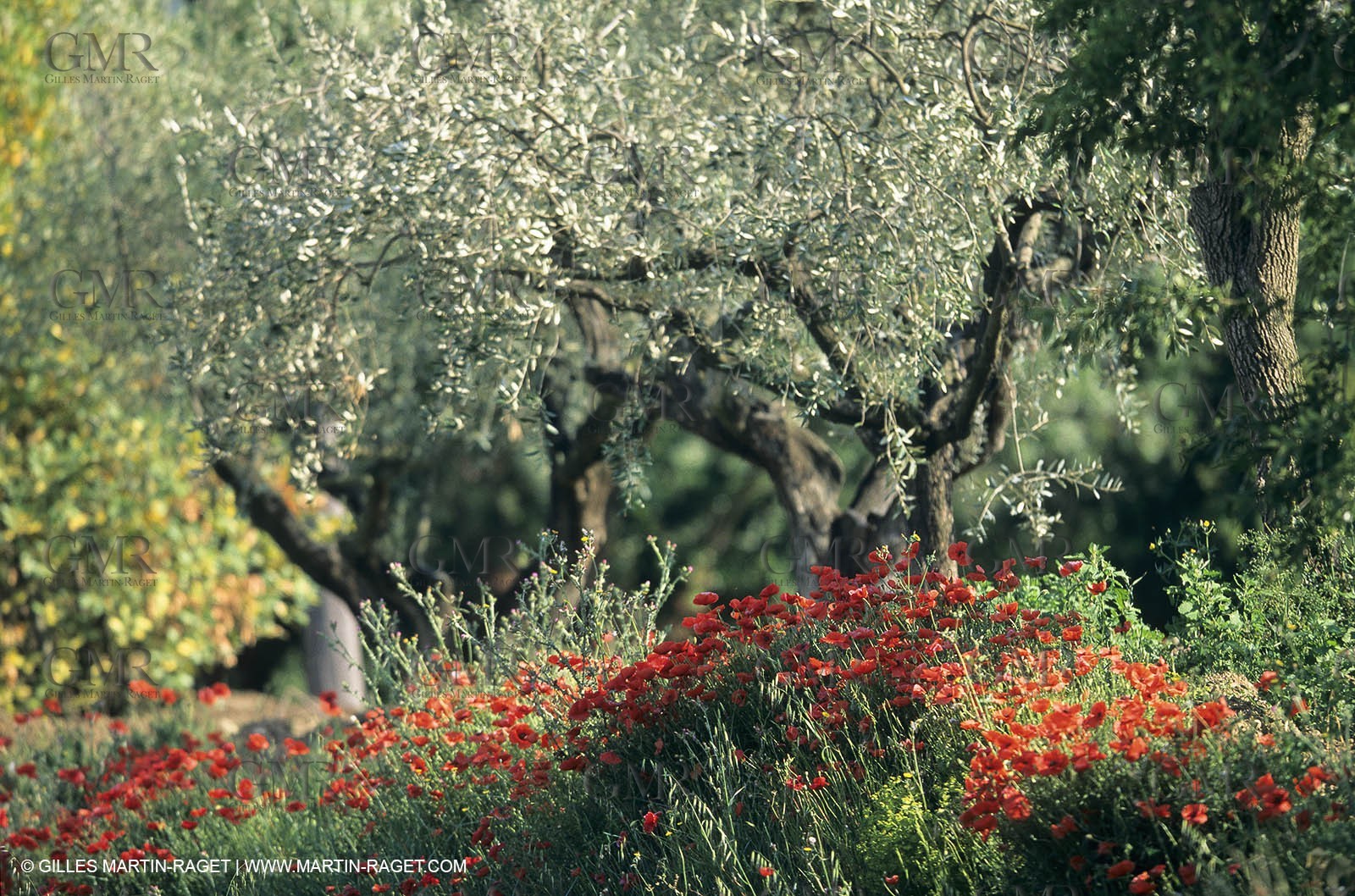 2000-2010- Les Alpilles (FRA,13) - Poppy fields