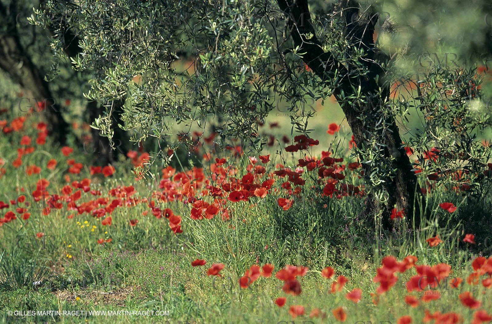 2000-2010- Les Alpilles (FRA,13) - Poppy fields