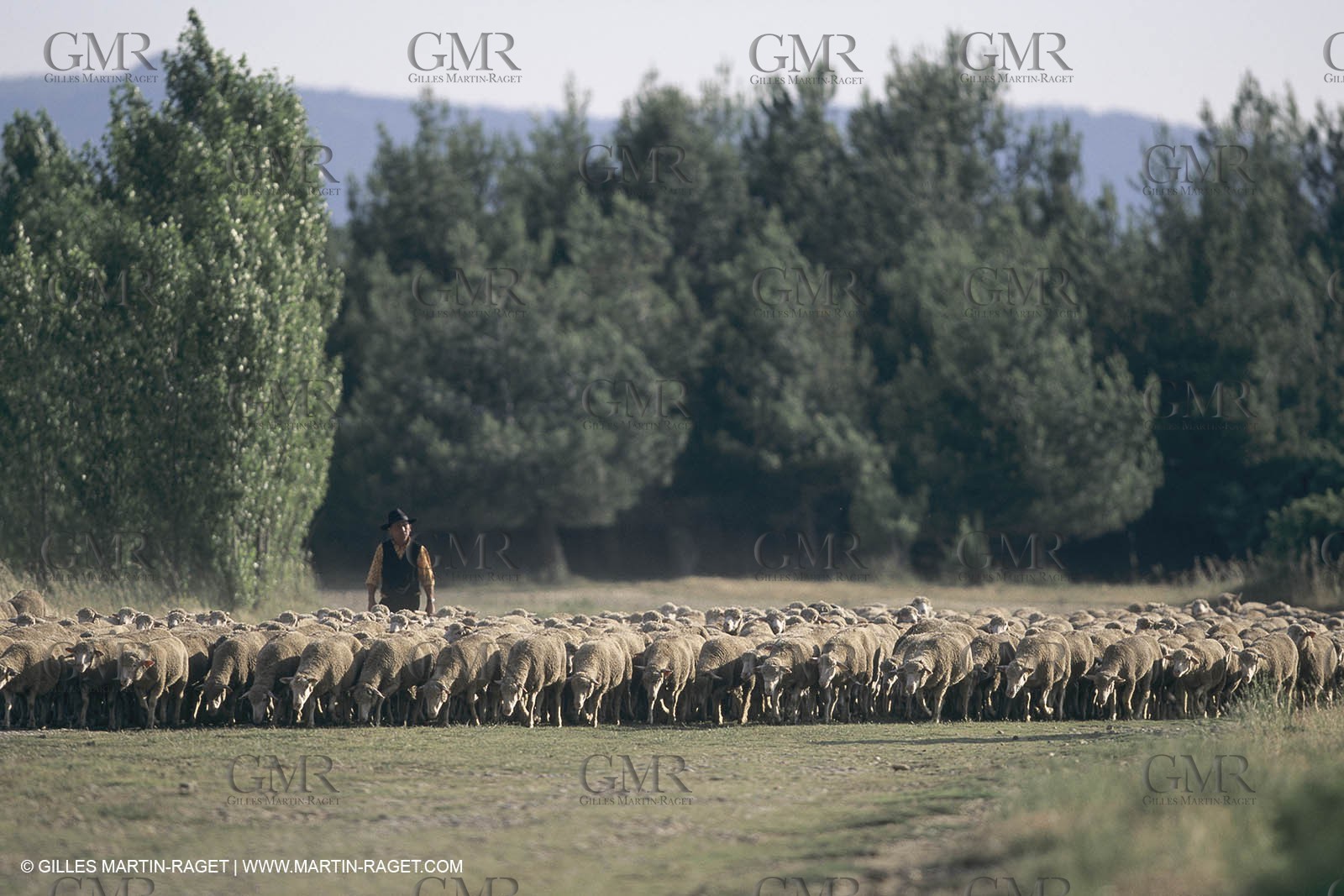 France, Provence, Moutons, bergers, élevage, transhumance