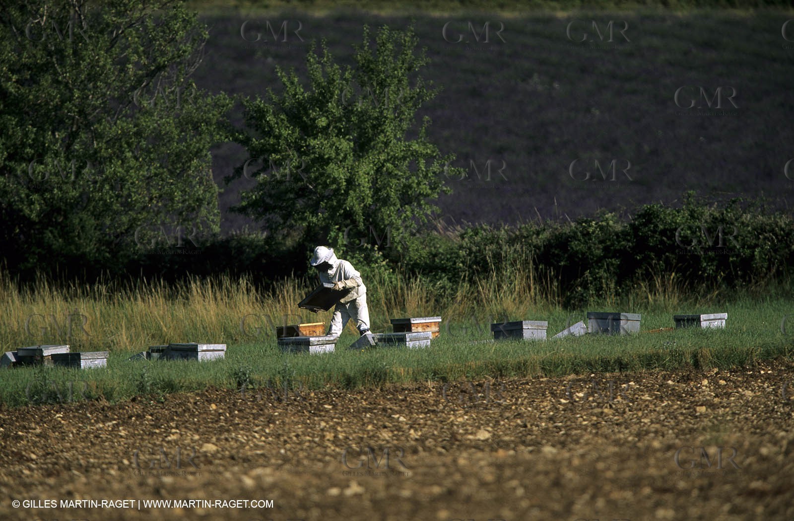 Apiculture in upper provence