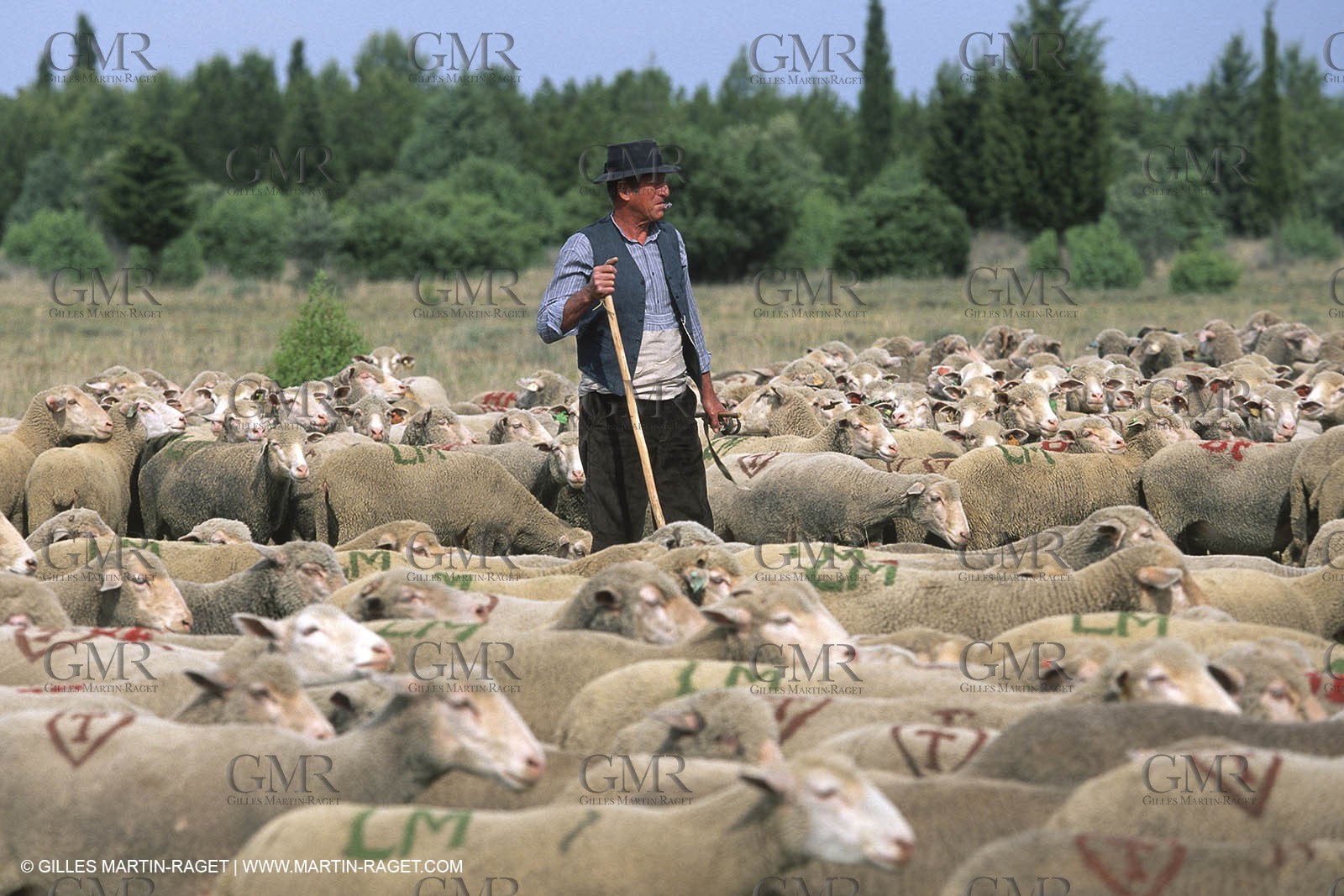 Saint Rémy de Provence (FRA,13) - Sheep stocks migration Fest
