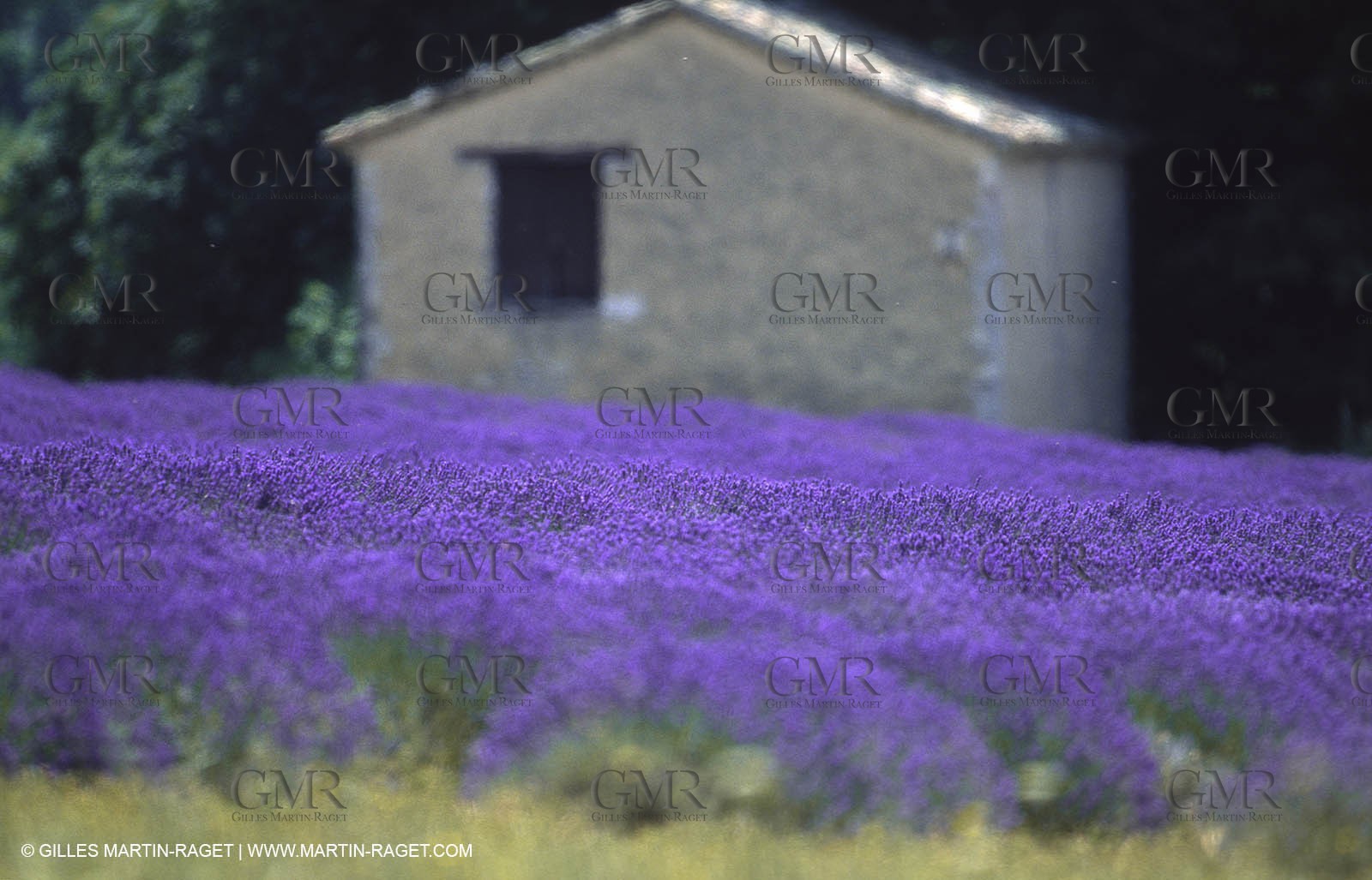 Hgher Provence - Lavender fields