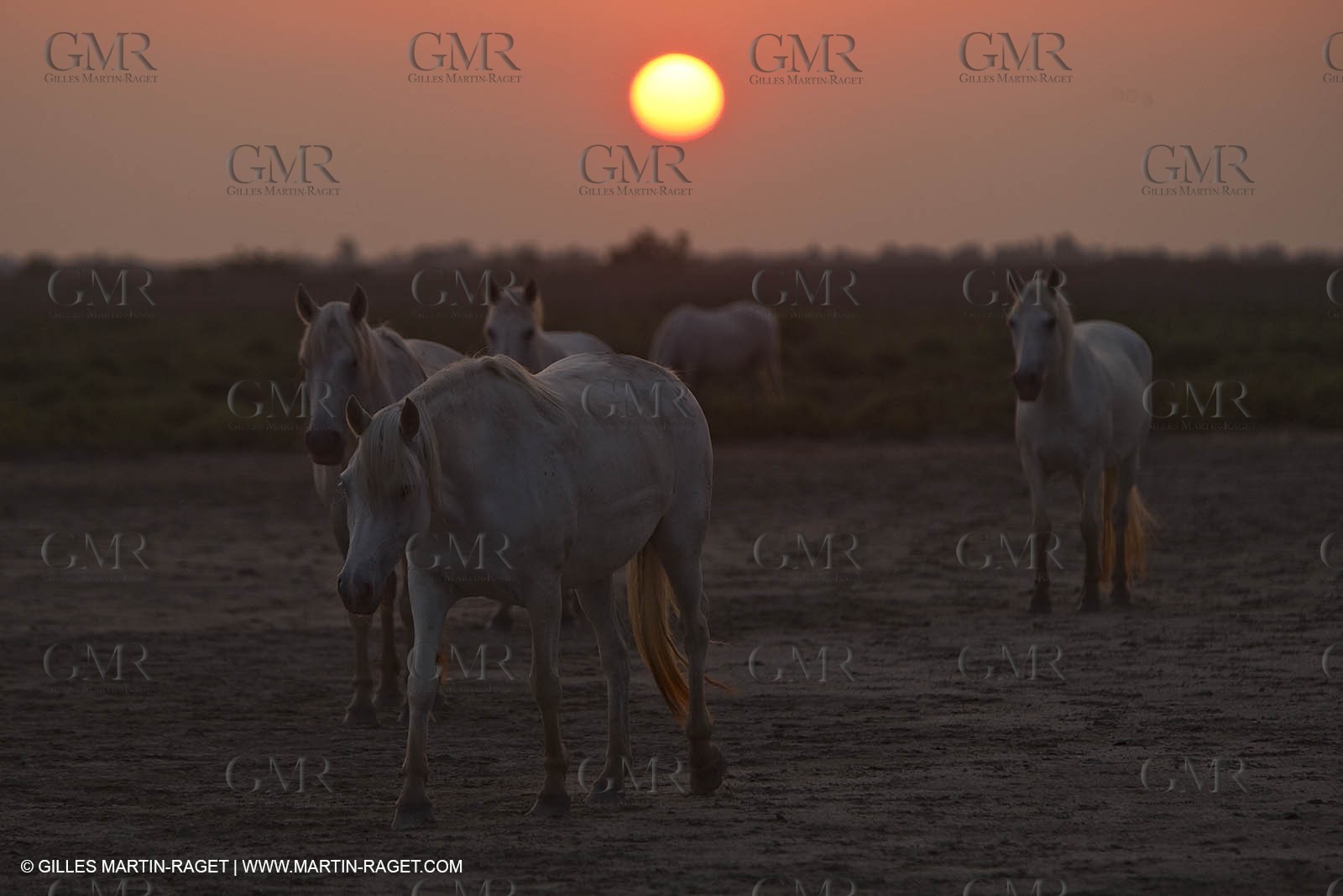 11 07 2010 - Les Saintes Maries de la Mer (FRA,13) - Evocation du Marquis de Baroncelli