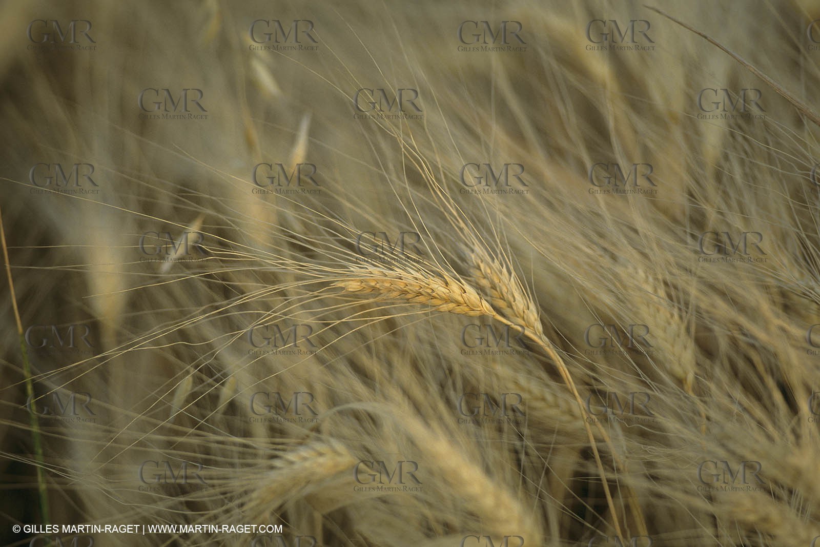 France, Provence, Agriculture
