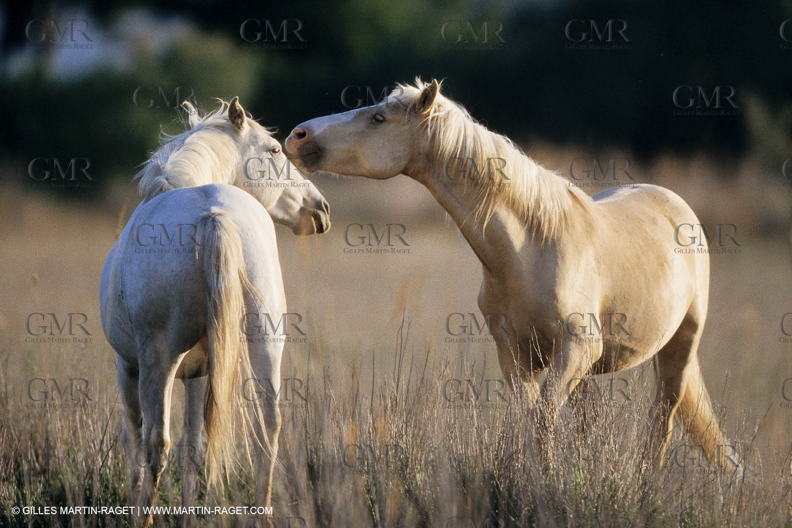 2000-2010- Arles - Les Saintes Maries de la mer (FRA,13) - Camargue horses