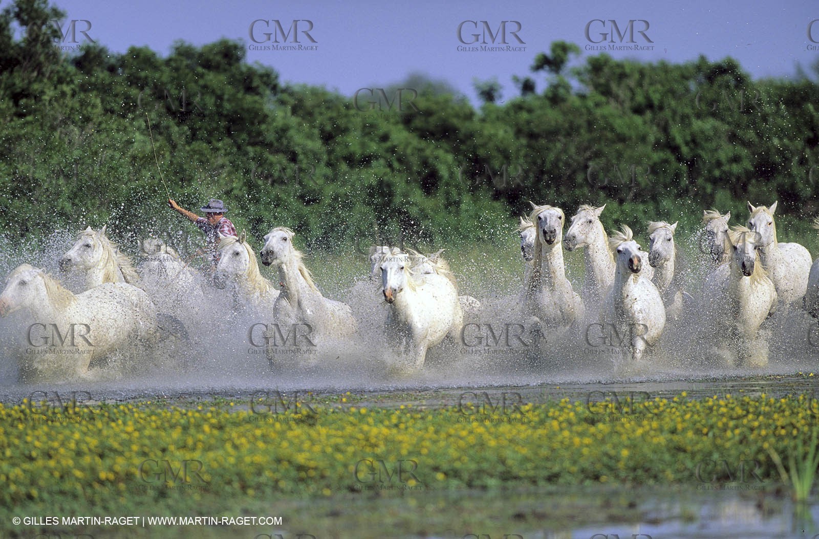 Camargue horses