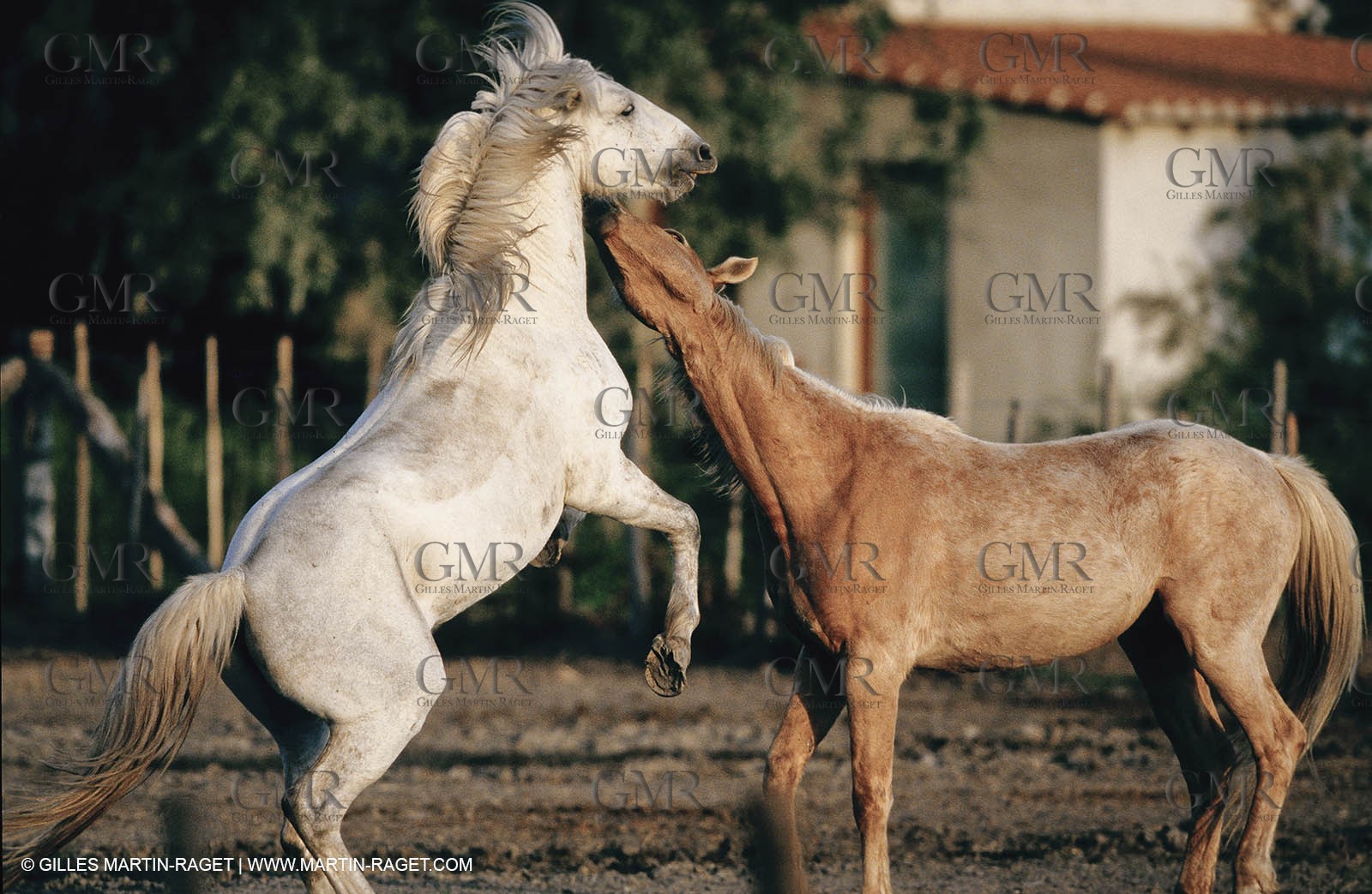 2000-2010- Arles - Les Saintes Maries de la mer (FRA,13) - Camargue horses