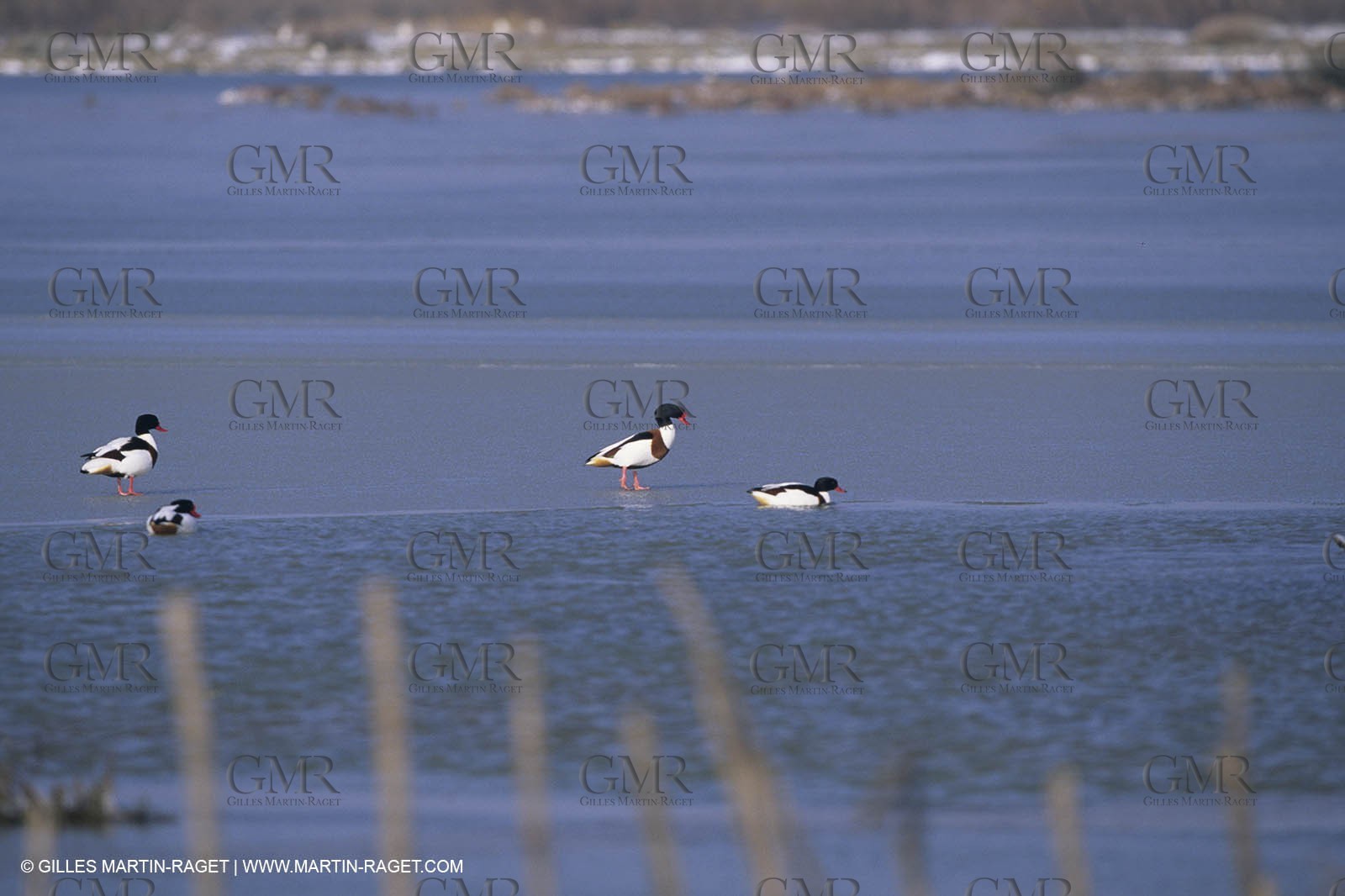 Provence under snow - Camargue