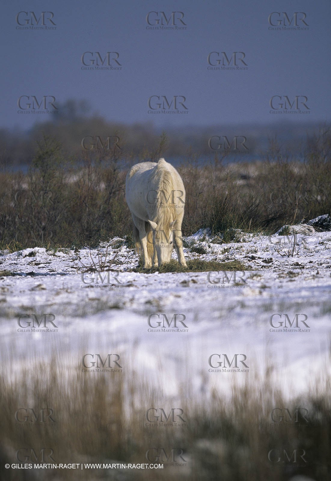 Provence under snow - Camargue