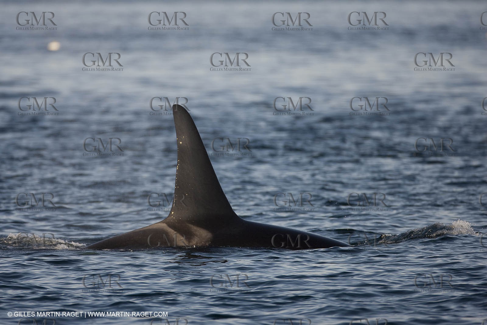 Marine animals