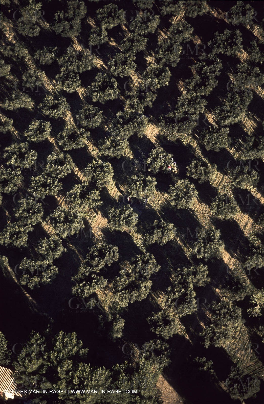 Provence - Landscapes  - La Farre les Oliviers -