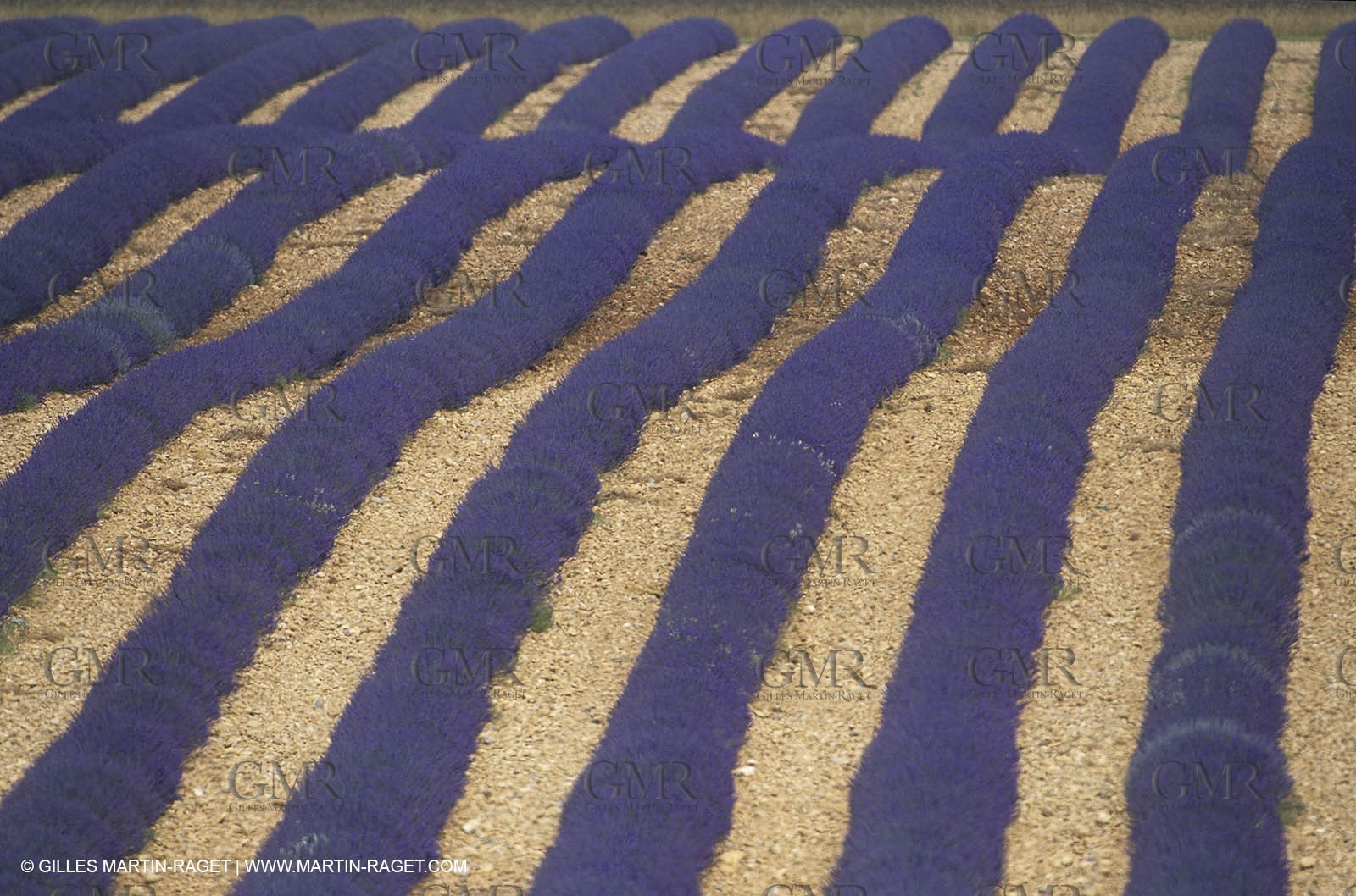 Lavander fields