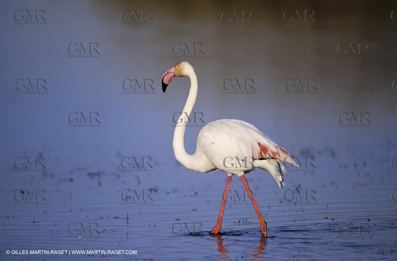 Camargue (FRA,13) - Flamingos in the Camargue