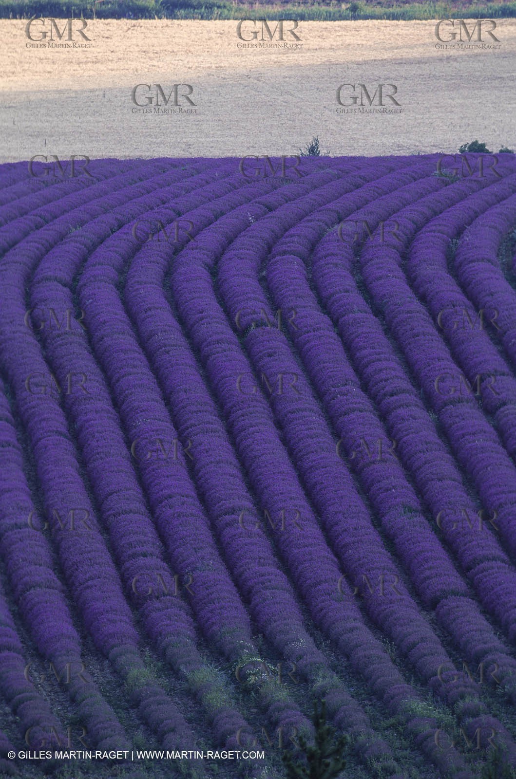 Hgher Provence - Lavender fields
