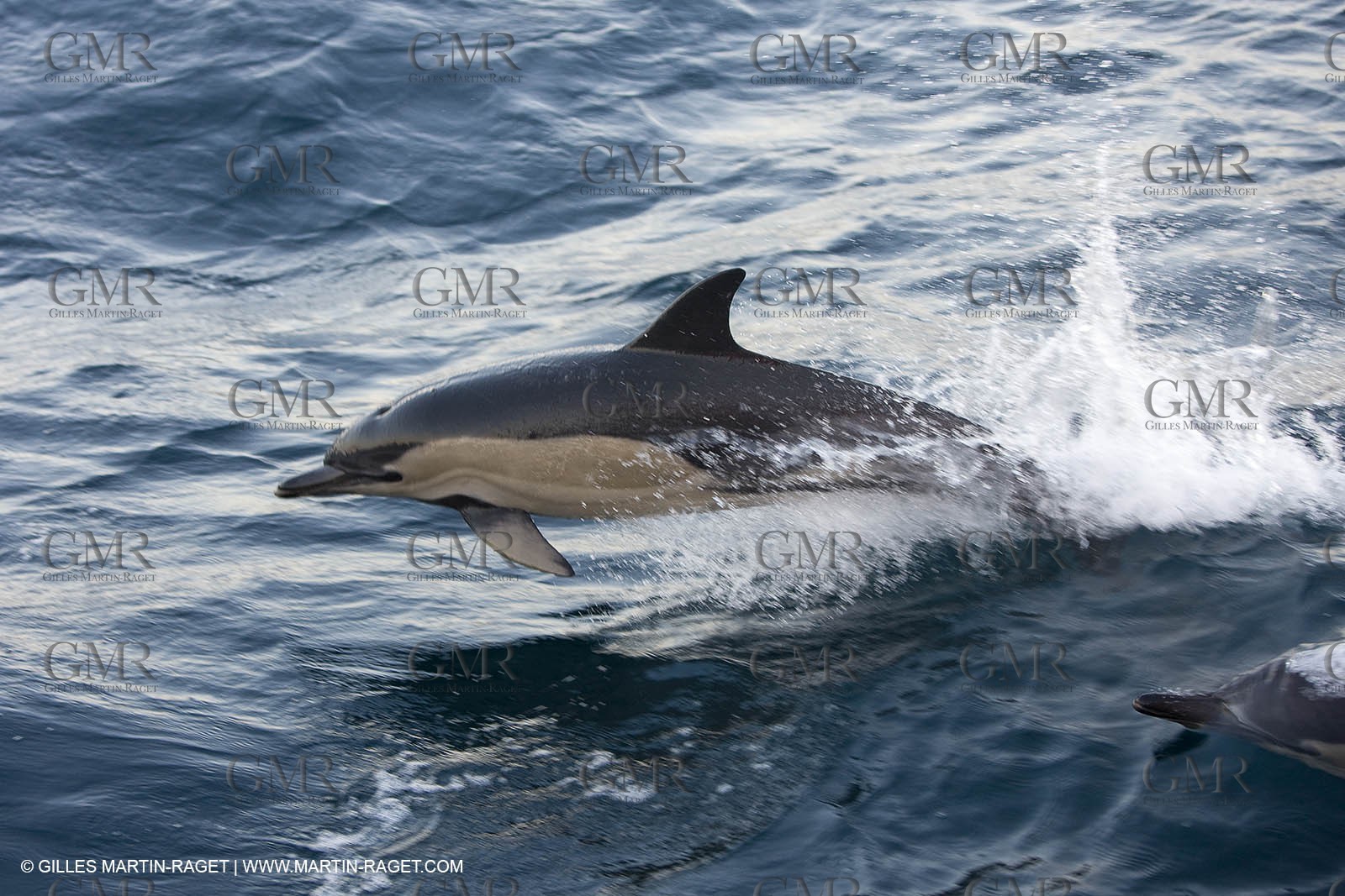 Marine animals