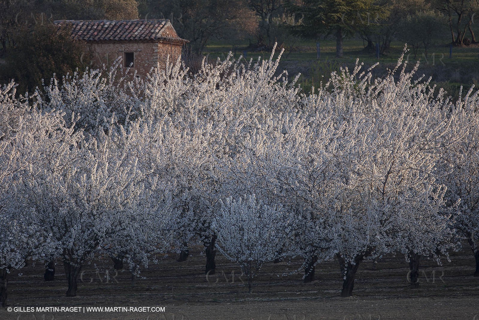 March 30th 2012 - Saint Saturnin les Apt (FRA, 84) - blooming cherry trees