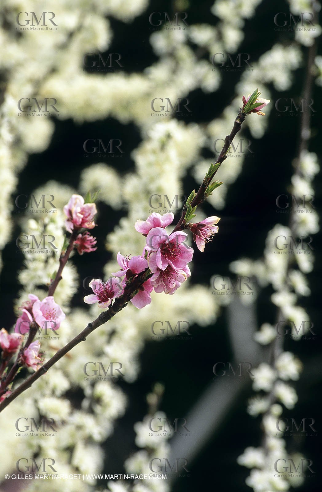 Luberon, Vaucluse (FRA,84) - Fruit trees blooming