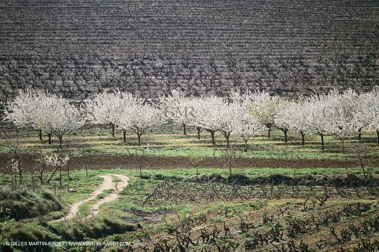 Luberon in winter near Saint Satrunin les Apt (FRA,84)
