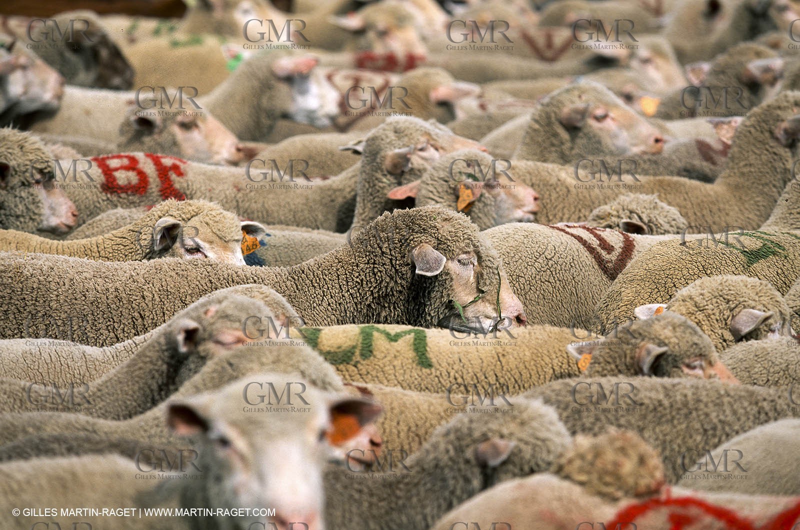 Saint Rémy de Provence (FRA,13) - Sheep stocks migration Fest