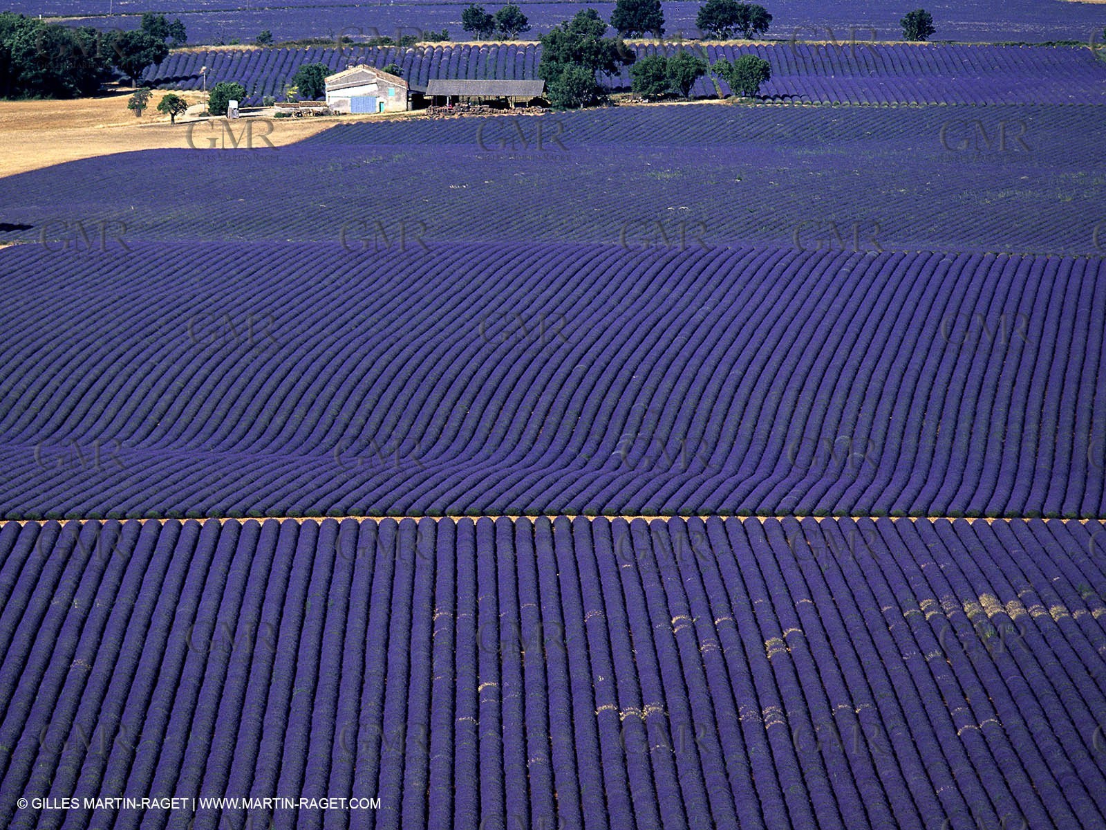lavander fields , 2005  , Valensole plateau