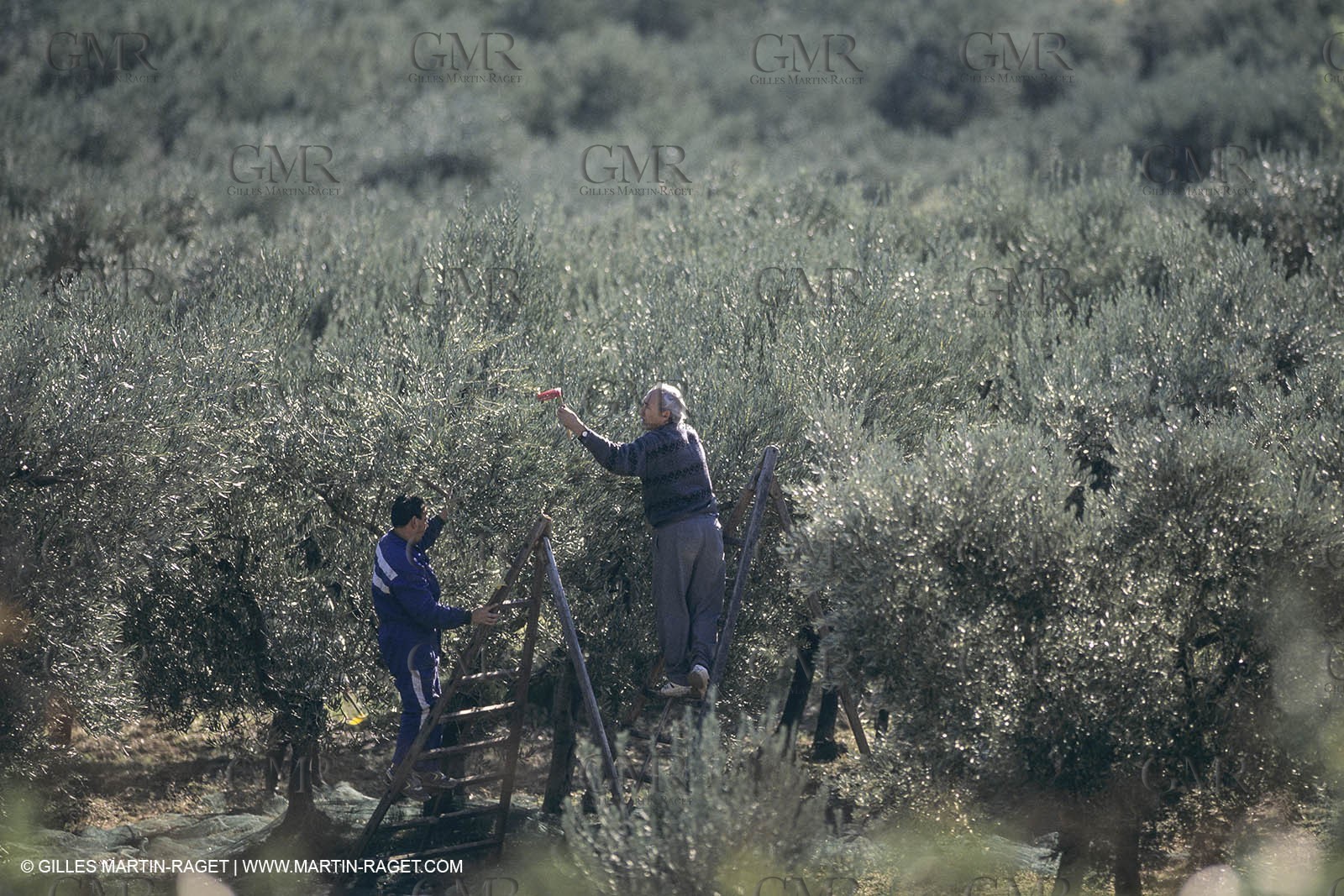 France, Provence, Alpilles, AOC Vallée des Baux, olive trees fields, olive oil production