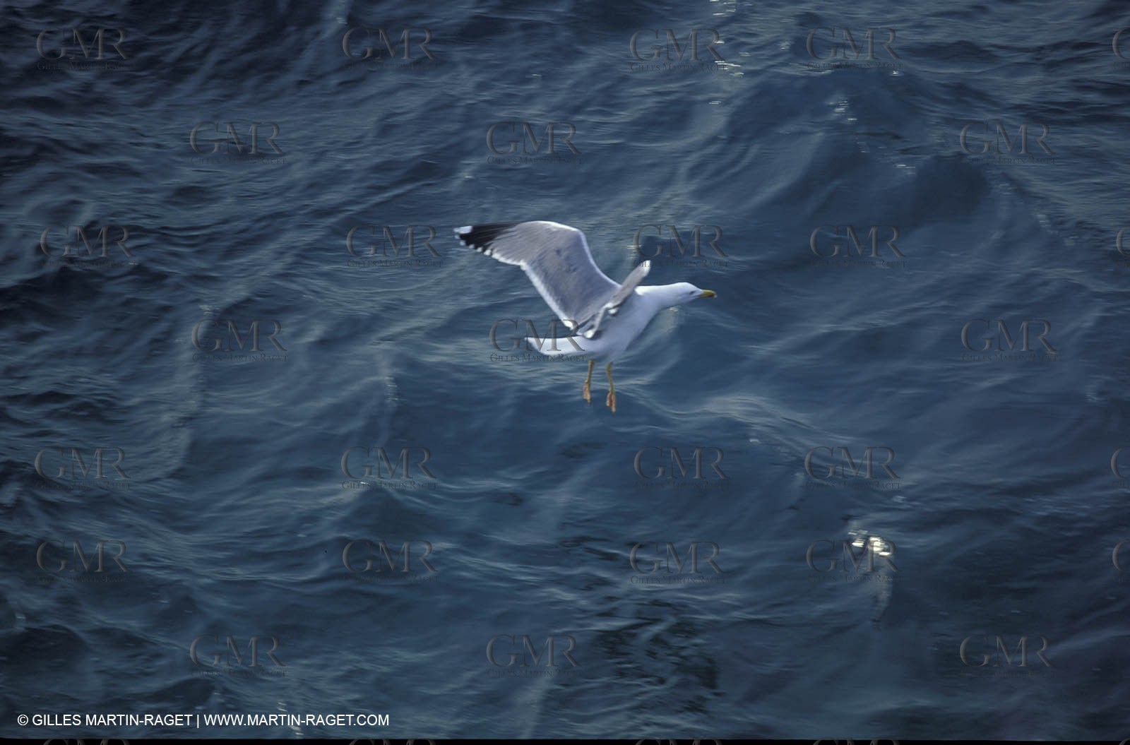 Marine animals