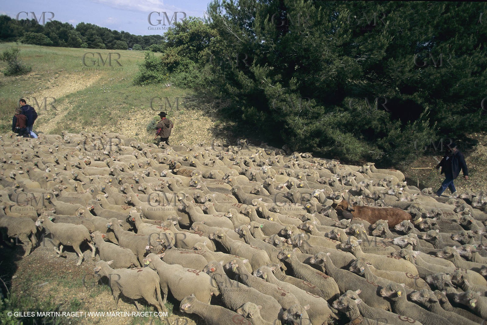 France, Provence, Moutons, bergers, élevage, transhumance
