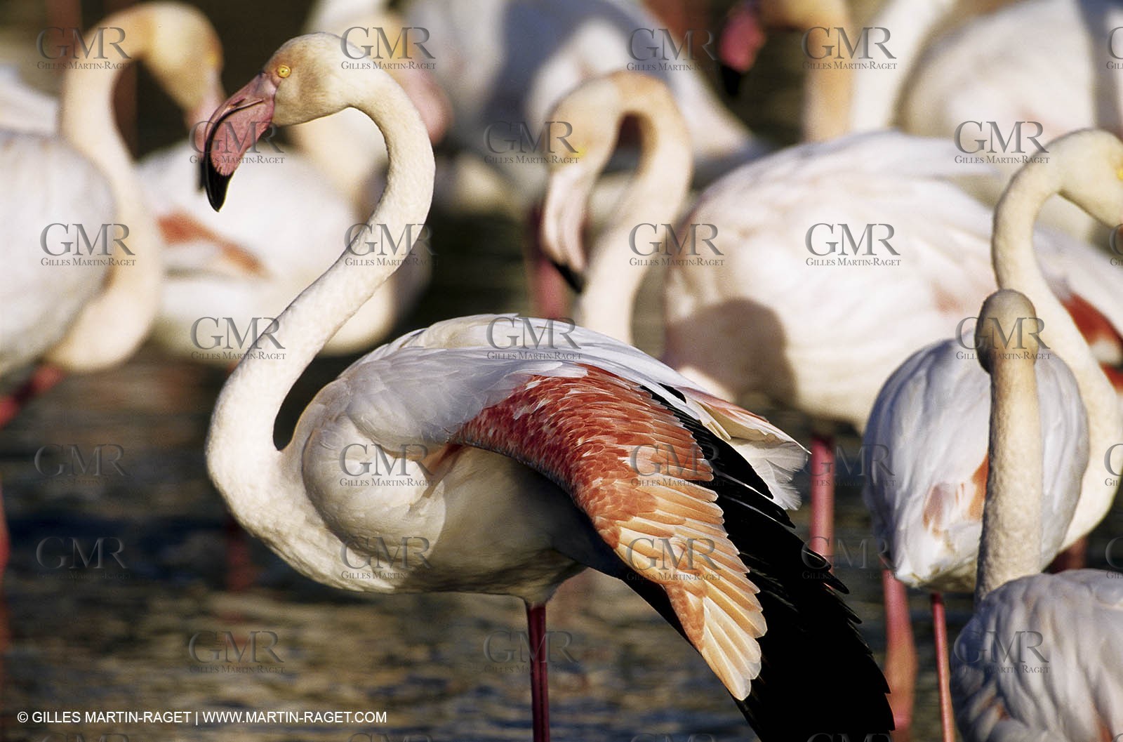 Camargue (FRA,13) - Flamingos in the Camargue