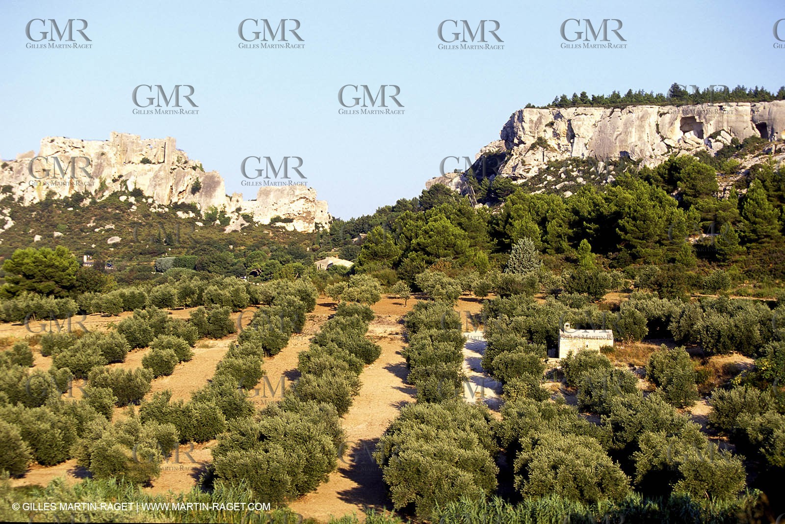 Baux de Provence valley olive tree fields