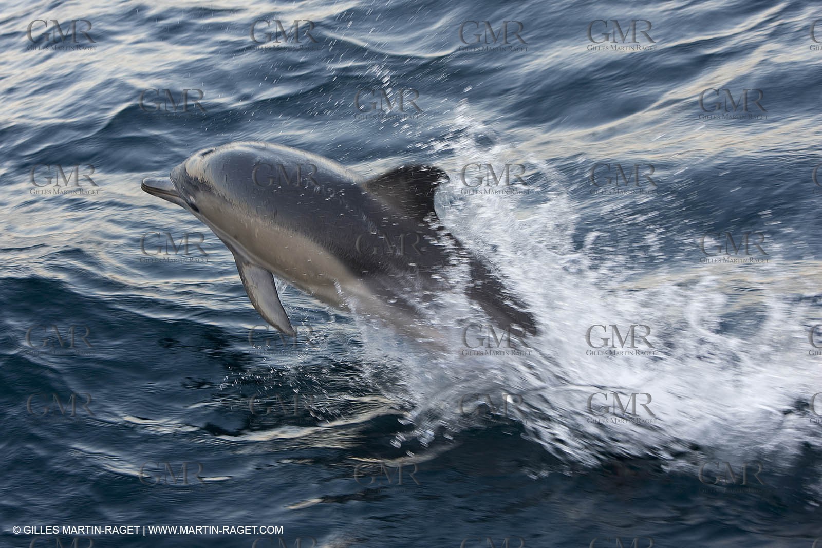 Marine animals