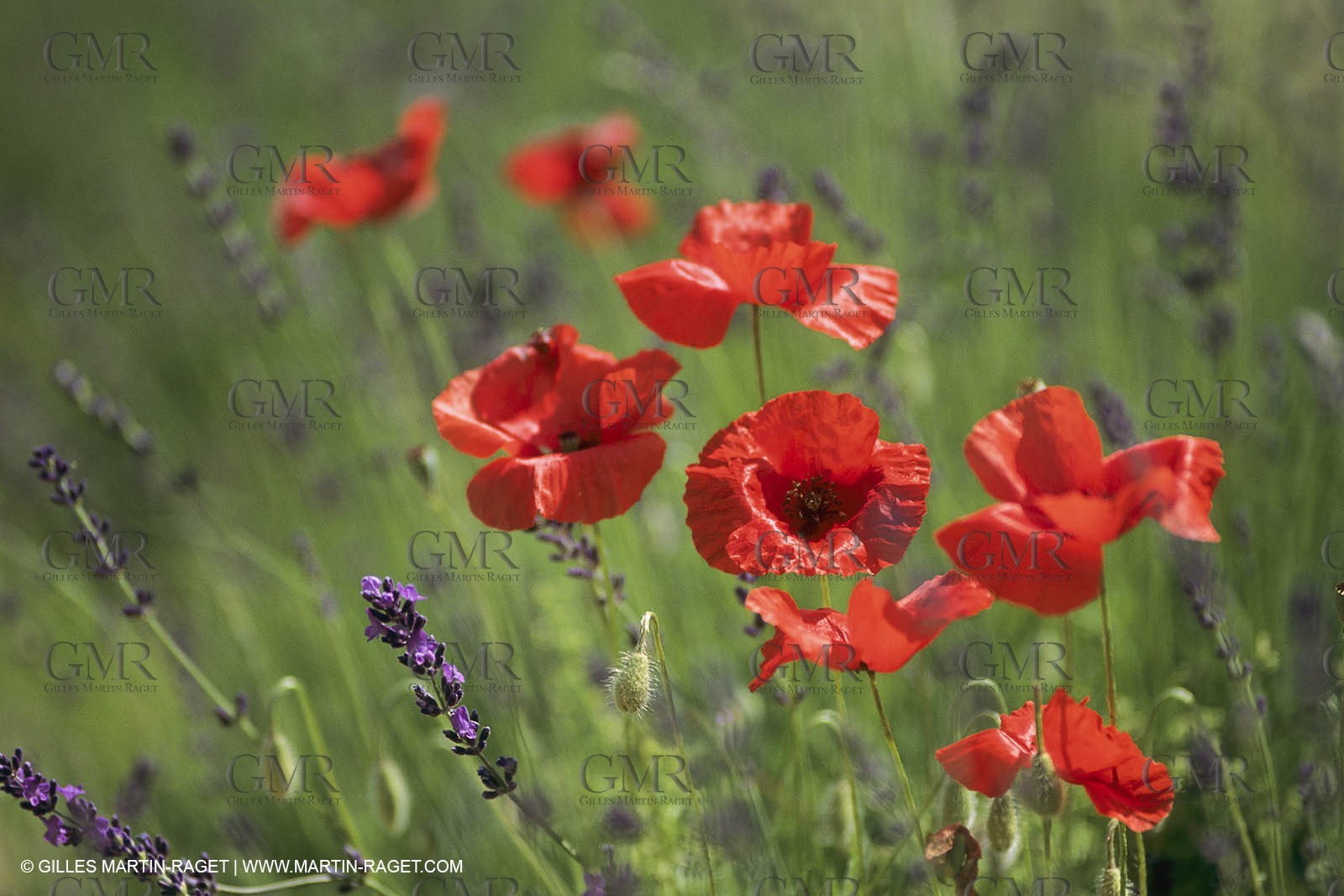 France, Provence, Champs de Coquelicots   Poppies fields