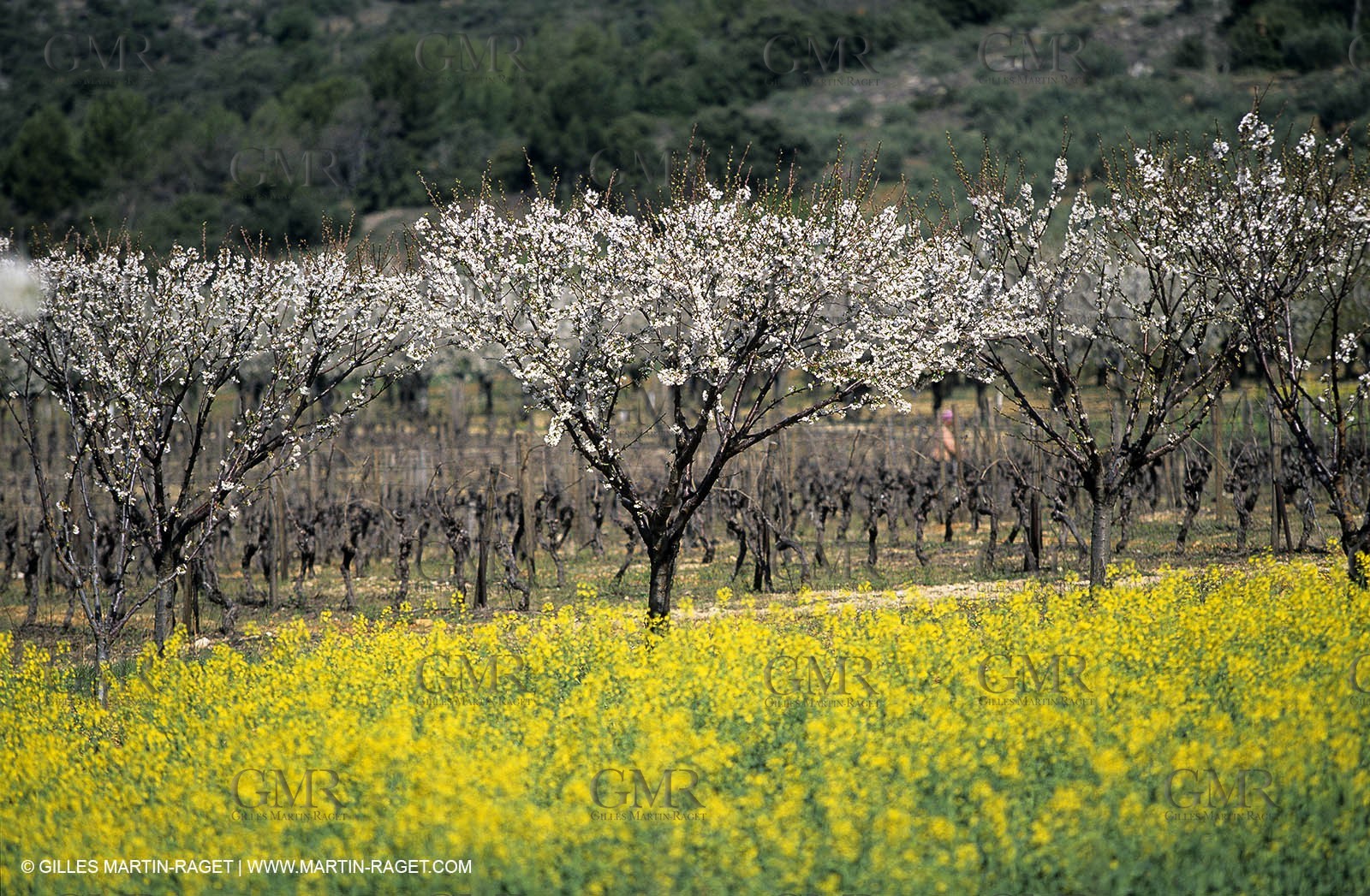 Alpilles (FRA,13), Rape fields