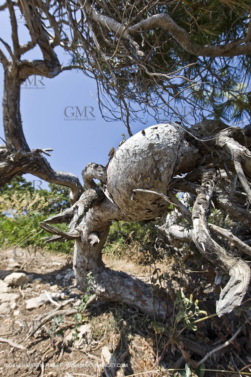 26 06 09 - Sanary sur mer (FRA,83)