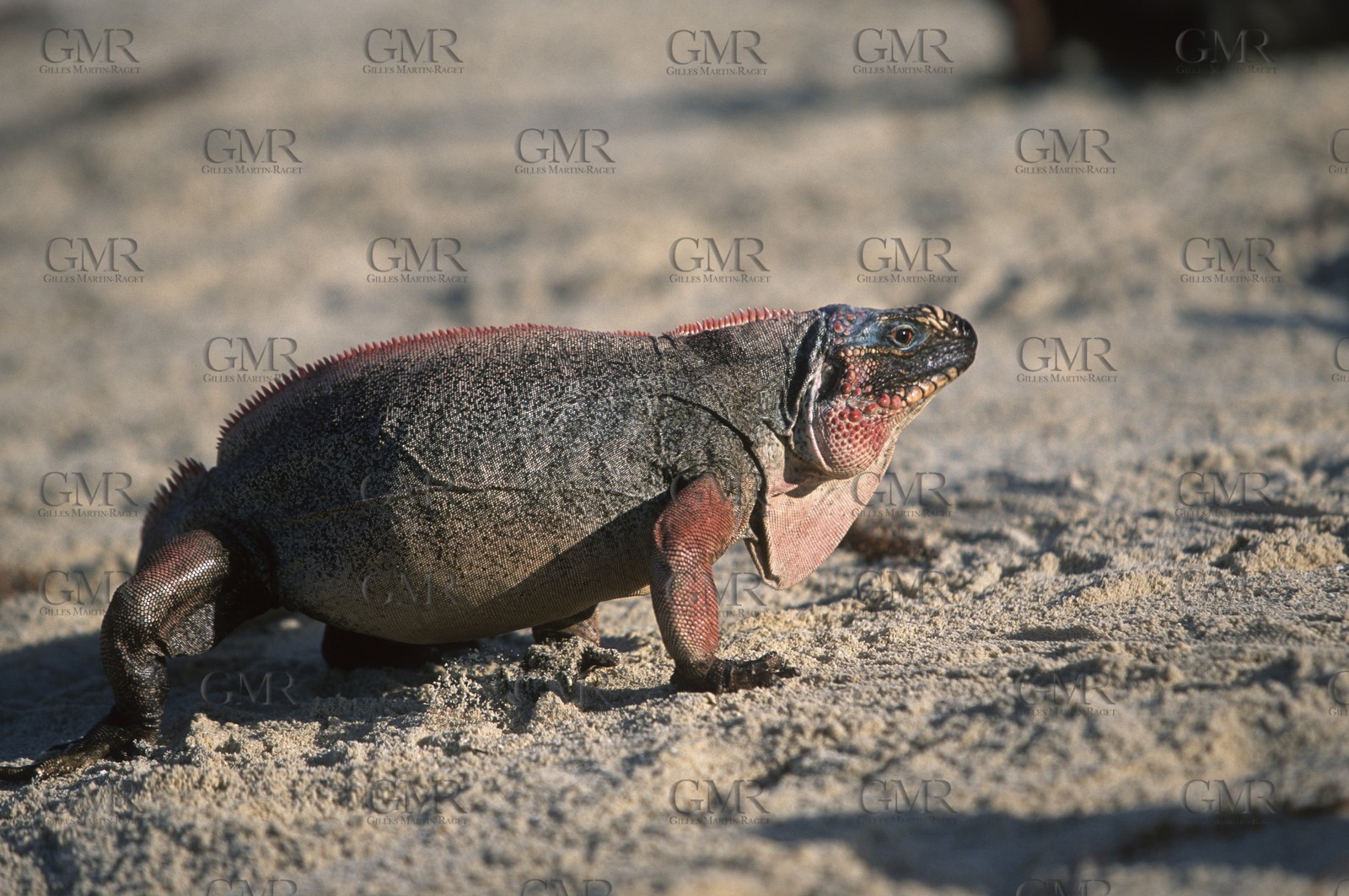 Destinations - USA - Bahamas