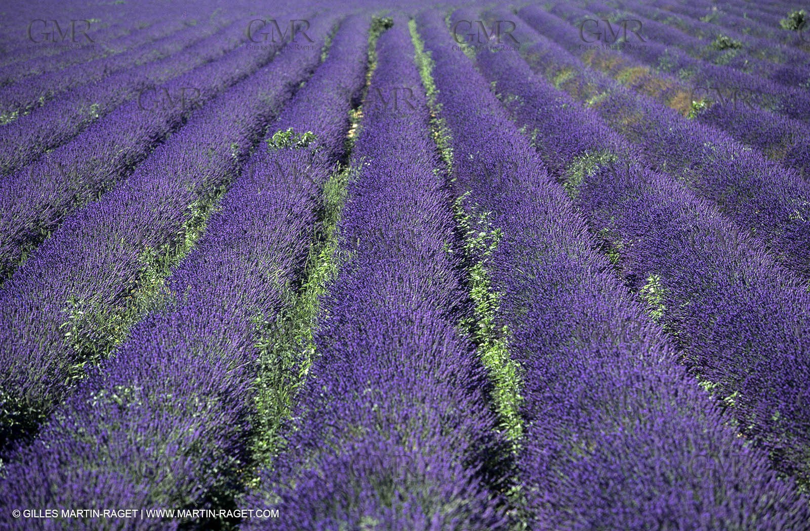 lavanders