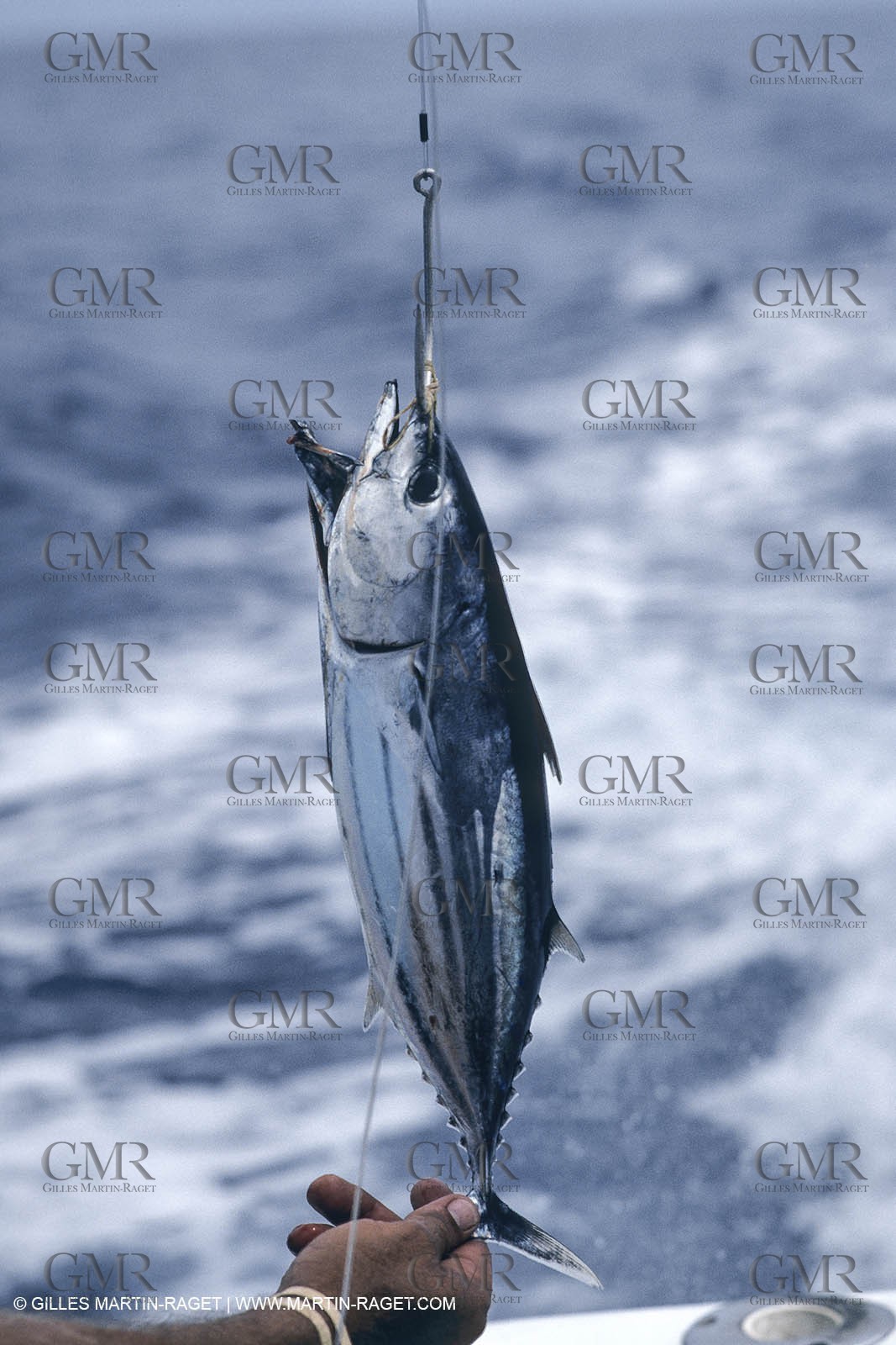 Water sports, Sportfishing, pêche au gros