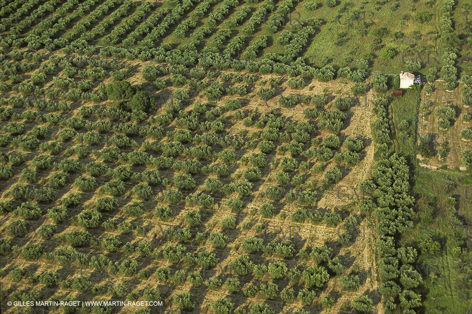 France, Provence, Oliviers, oliveraies, olive trees