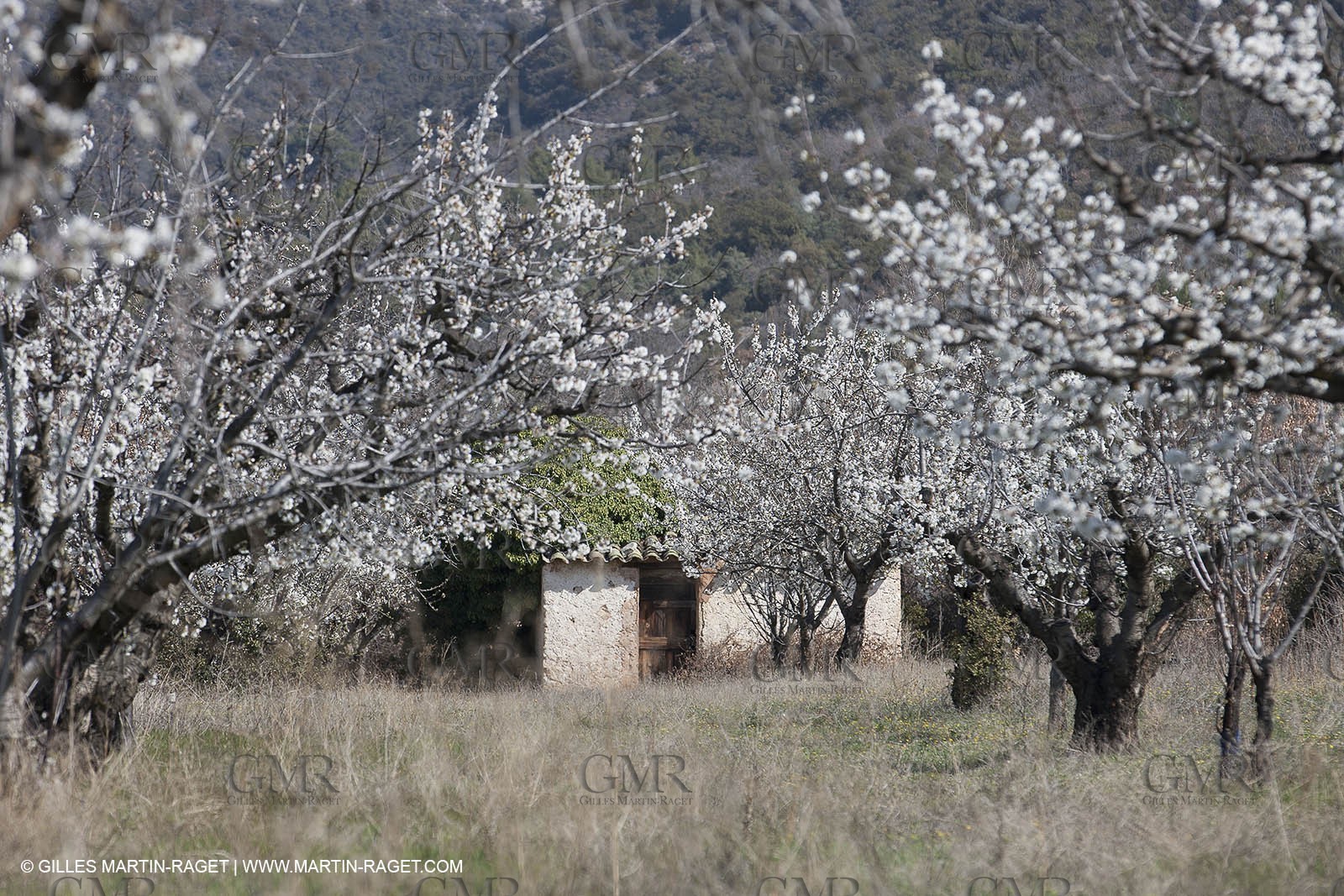 March 30th 2012 - Saint Saturnin les Apt (FRA, 84) - blooming cherry trees