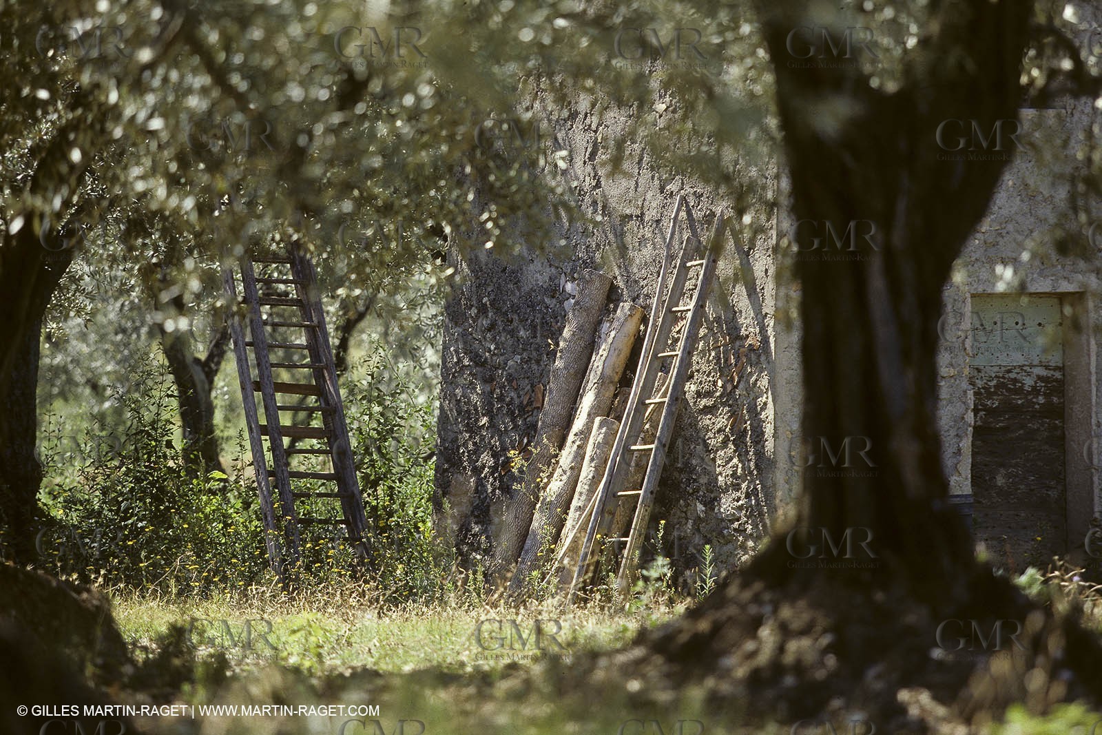 France, Provence, Oliviers, oliveraies, olive trees