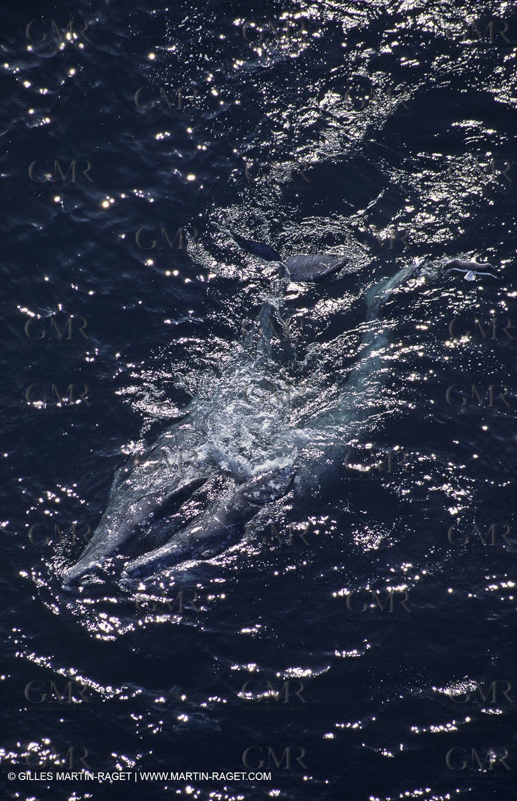 Marine animals