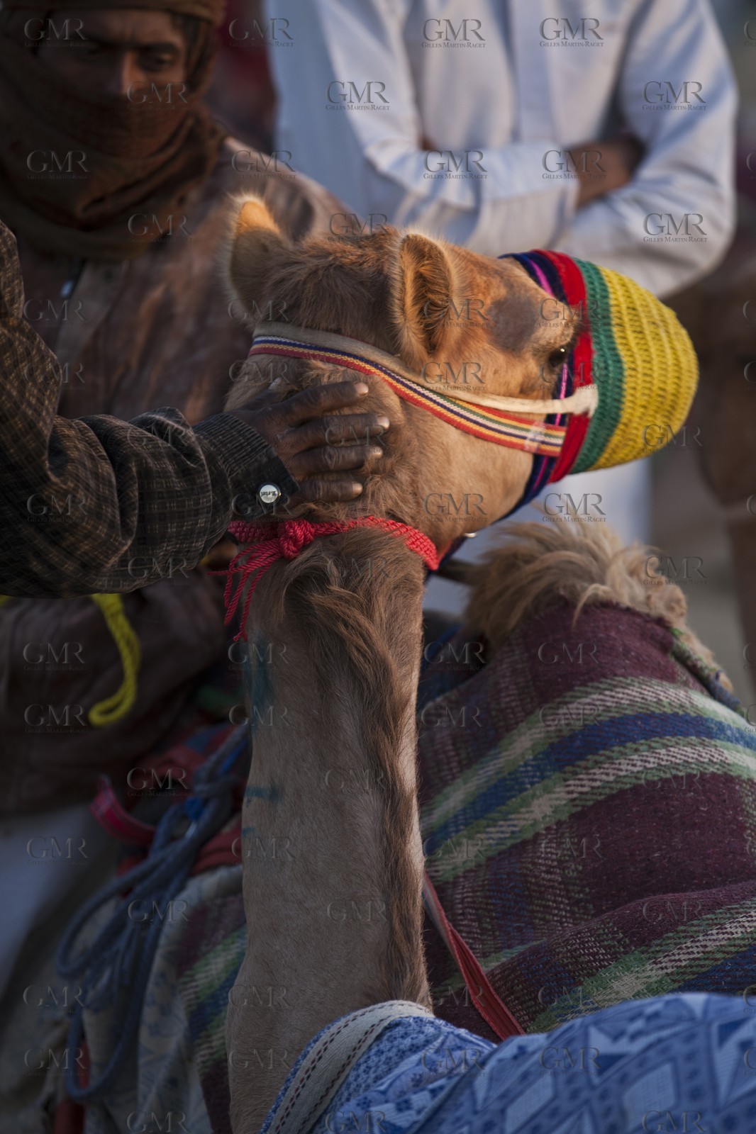 20 11 2010 - Dubai (UAE) - Camel races